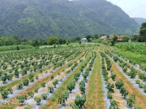 विदेशमा सिकेको सीप गाउँमै प्रयोग गर्दै युवा असिम तिवारीले सुरु गरे अकबरे खुर्सानीखेती