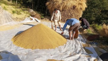 अनियमित मौसमको असरः घट्यो धान उत्पादन