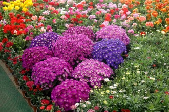 काठमाडौँमा २७ औँ ‘फ्लोरा एक्स्पो’ सुरु