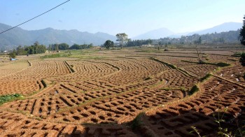 धान काटिसगैँ किसान आलु तथा तरकारी खेतीमा व्यस्त