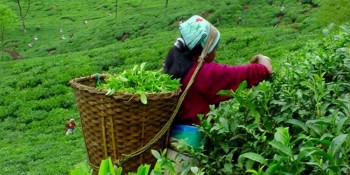 चियाको पहिलो टिपाइ सुरु