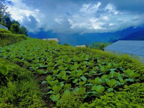 म्याग्दीको टिकोट तरकारी पकेट क्षेत्र