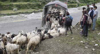 सहरको स्वादका लागि छुट्छ हिमालको दसैँ–तिहार