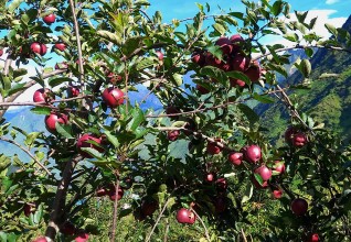  जुम्लामा बाउन्न हेक्टर क्षेत्रफलमा फुजी स्याउको खेती