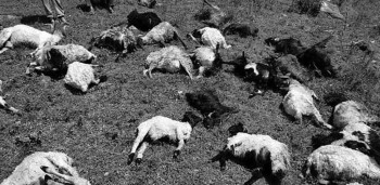 सङ्खुवासभाको सभापोखरीमा चट्याङ लागेर ७२ भेडा मरे