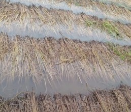 बेमौसमी वर्षाः दुई अर्बभन्दा बढीको क्षति