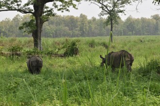 वन्यजन्तु बढ्दै, घाँसे मैदान घट्दै