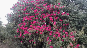 पर्वतको हम्पाल र कोखेडाँडामा पर्यटकको आकर्षण बढ्यो