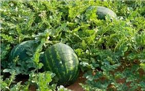 उदाहरणीय बन्दै सुरौदी तिखेढुङ्गामा खरबुजाखेती