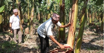उचित मूल्य नपाएको केरा उत्पादक किसानको गुनासो