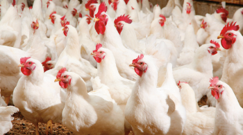 बर्ड फ्लूको जोखिम देखिएपछि भारतीय सीमामा उच्च सर्तकता