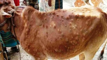पशुचौपायामा  ‘लम्पी स्कीन’ को सङ्क्रमण