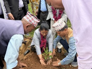 पर्वतमा पहिलोपटक एक सय ४० रोपनीमा  जापानी कटुसखेती
