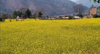 पर्वत फलेवासमा गहुँ र तोरीको बीउ उत्पादन हुँदै