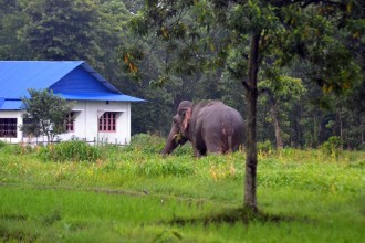 झापामा जङ्गली हात्तीद्वारा तीन घरमा क्षति