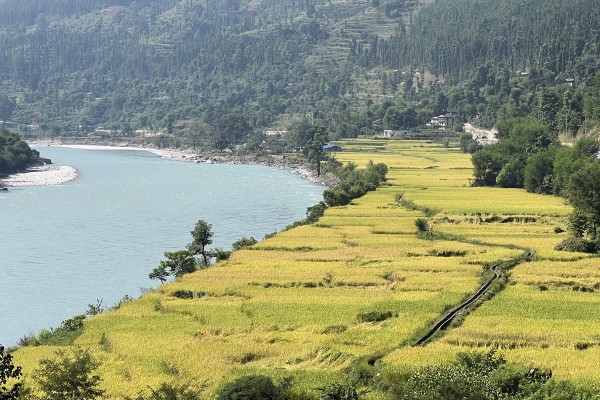 धानबाली