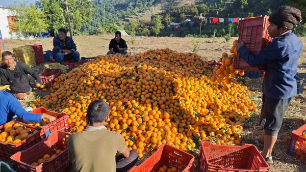 सुन्तला बजार लैजाने तयारी गरिँदै