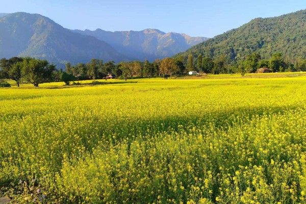 तोरीबाली