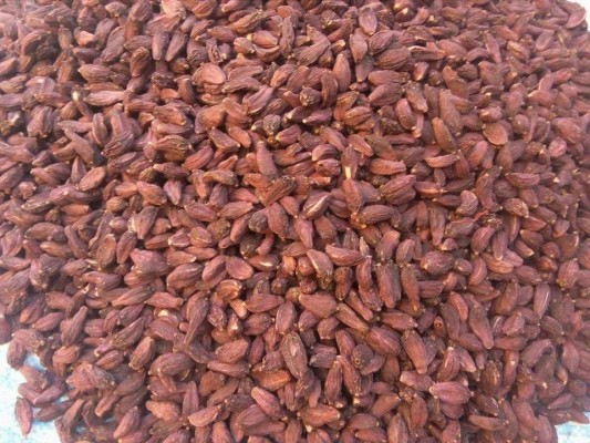 चाडबाडमा अलैँची टिप्न व्यस्त किसानलाई उचित मूल्यको चिन्ता