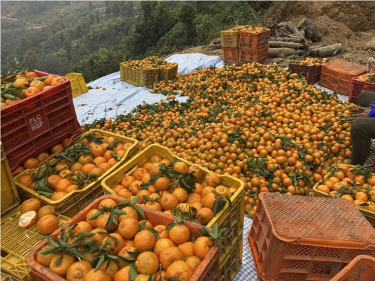 भोजपुरमा सुन्तला उत्पादनमा वृद्धि