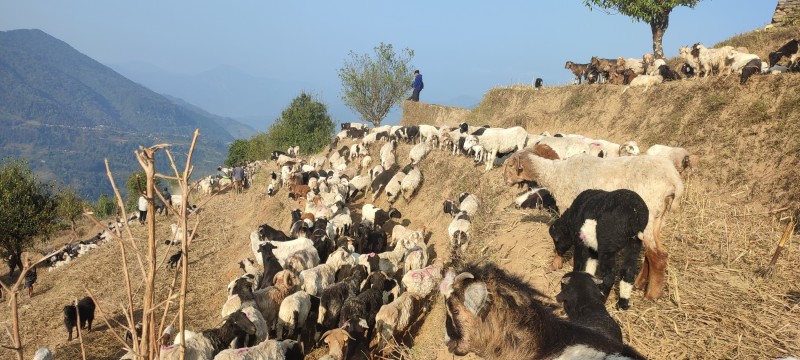 लेकतर्फ लाग्दै भेडाका बथान