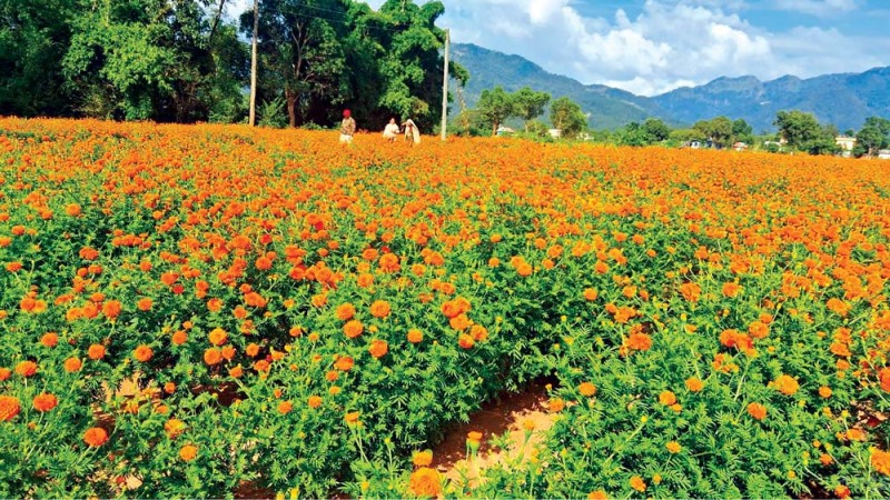 काठमाडौँका ४६ स्थानबाट फूल बिक्री गरिँदै