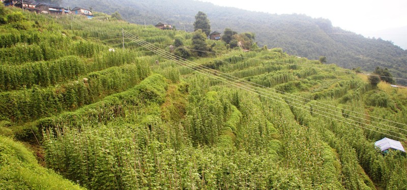 गत आवमा मुगुमा ७४ मेट्रिक टन सिमी बिक्री