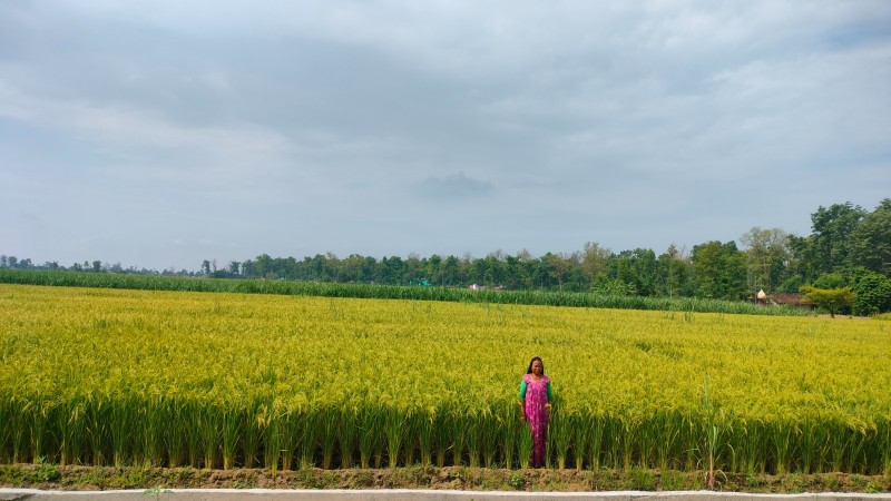 धानखेतीको तालिका बदलिँदैः अब जेठमै पाक्छ धान