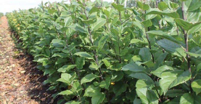 स्याउको बिरुवामै भ्रष्टाचार !