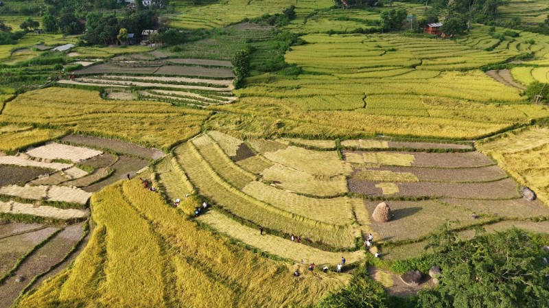 दसैँ एकातिर, धान भित्र्याउने चटारो अर्कातिर