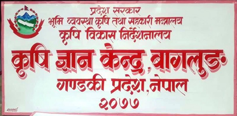 मकैको उत्पादन घट्दा किसान मारमा