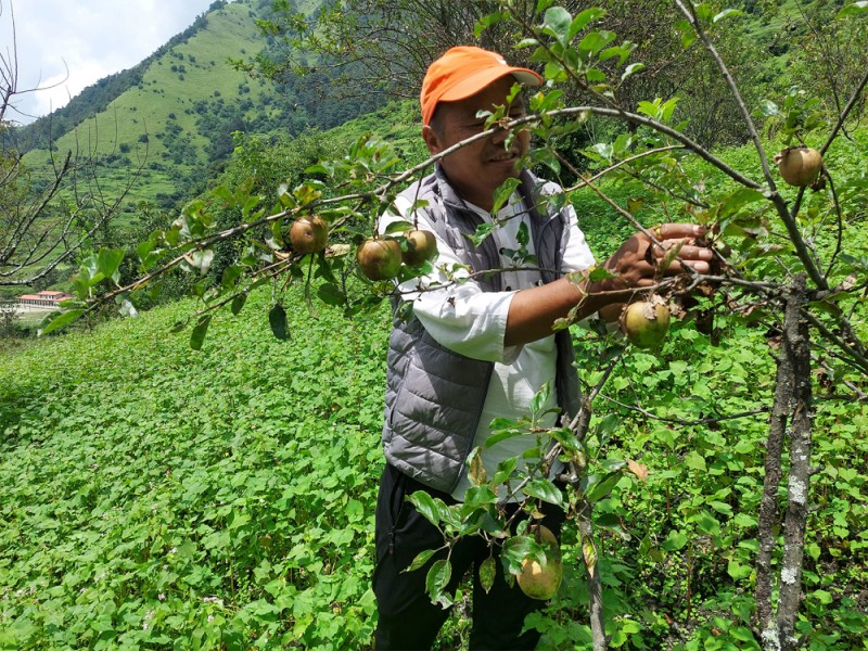 मुस्ताङमा असोज नलागेसम्म स्याउ टिप्न नपाइने