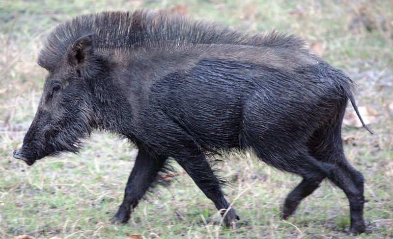 ढोरपाटनमा पाँच वर्षदेखि बँदेलको सिकार हुन सकेन