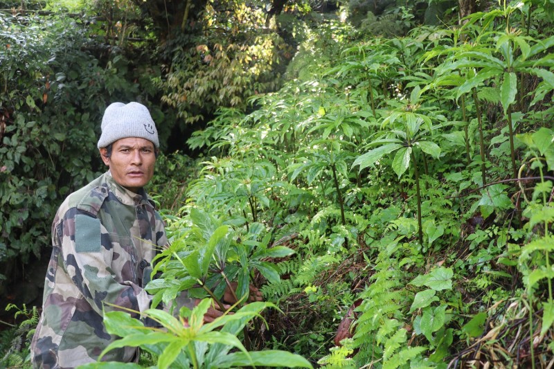 धवलागिरिकोे माकुसका किसान व्यावसायिक जडीबुटीखेतीमा आकर्षित