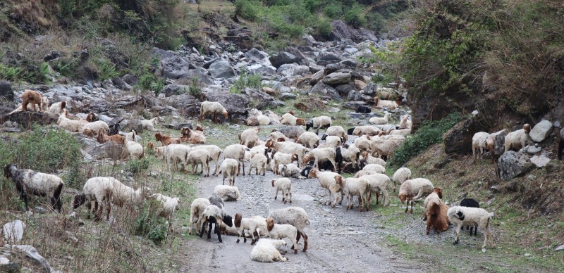 लेक चड्न थाले भेडी गोठ