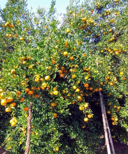 धान मासेर सुन्तला र कागती खेती