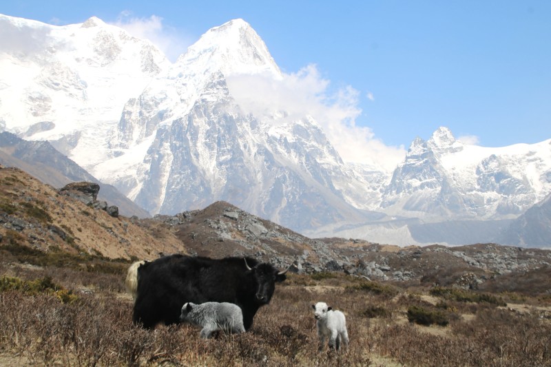 कञ्चनजङ्घा हिमश्रृङ्खला