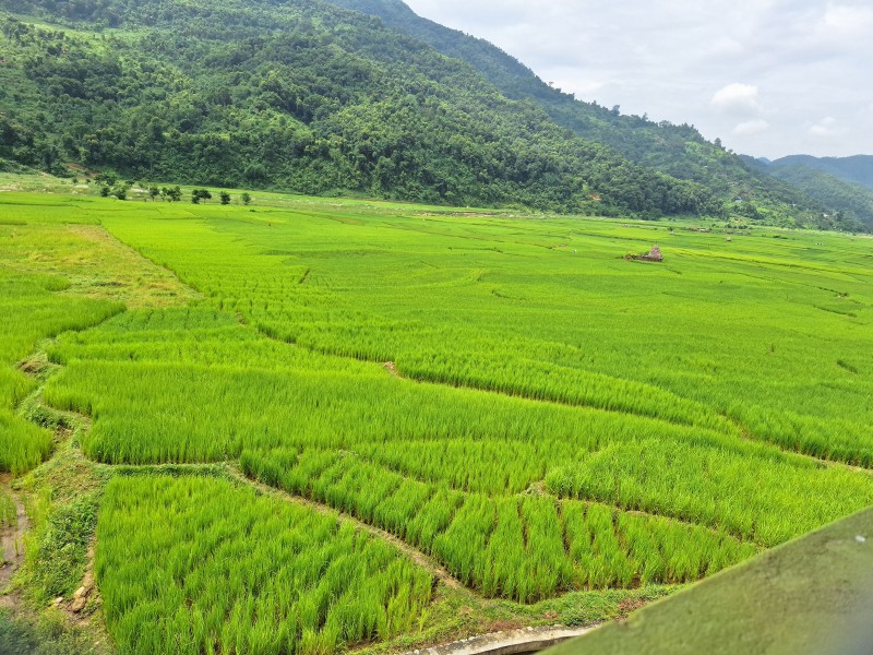 तनहुँमा ‘चैते–५’ को बीउ उत्पादन सुरु