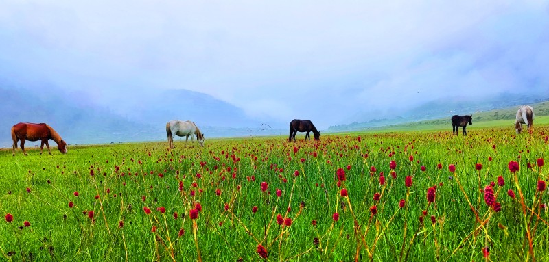 ‘मोहनी ढोरपाटन’ पुग्नै सकस