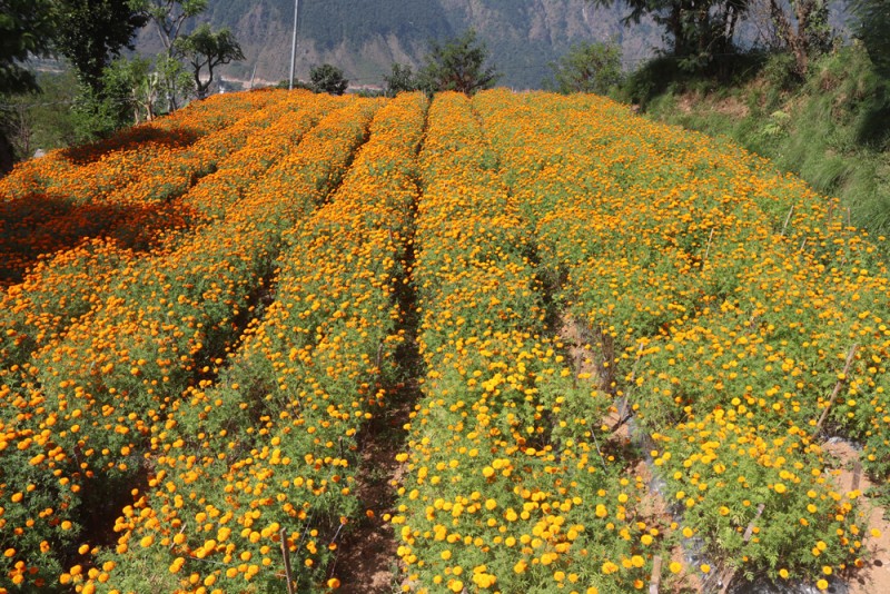 फूलखेतीमा रमाउँदै युवा कृषक