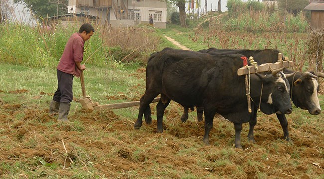 पर्वतमा हलगोरु पाल्ने प्रचलन हराउँदै