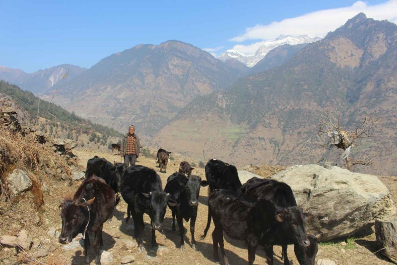 गाउँका बूढापाकाले मात्र धानेका घुम्ती गोठको परम्परा