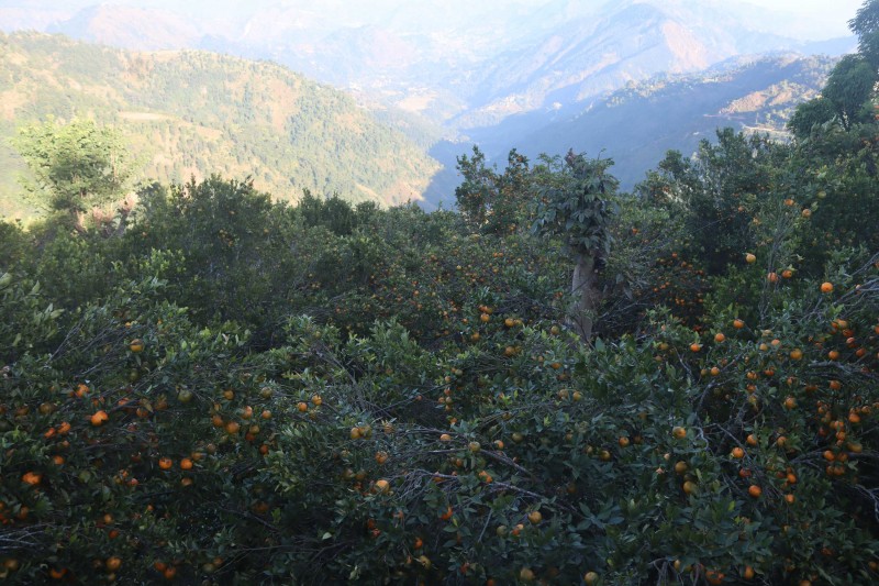सुन्तला उत्पादनमा वृद्धि हुुँदा किसान उत्साहित