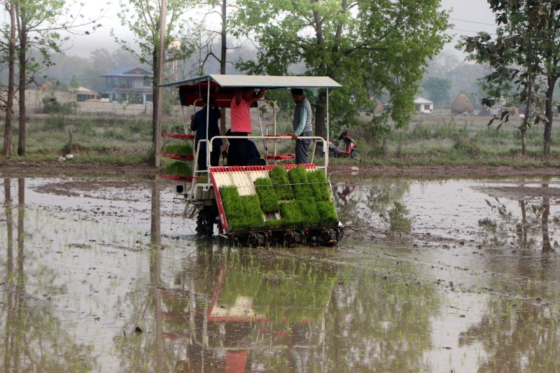 मेसिनबाट धान रोपाइँमा किसानको आकर्षण