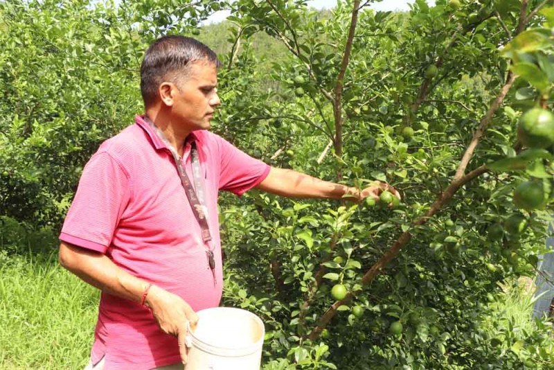 खाली जग्गा सदुपयोग गरी कागती खेती