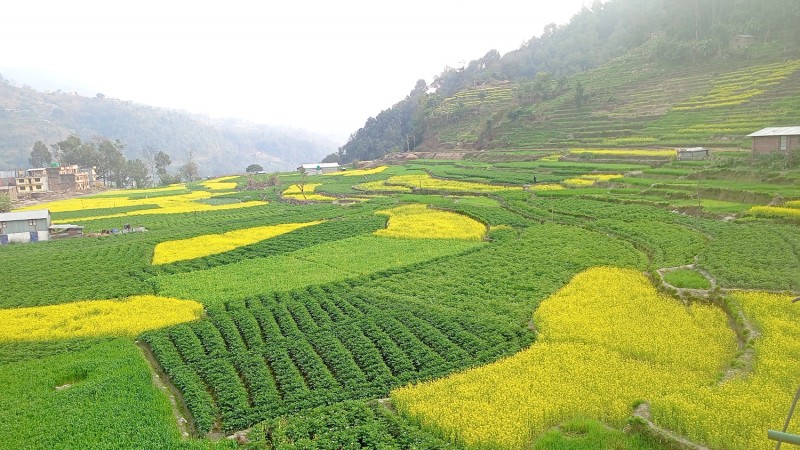 तोरीबारीको बीचमा तरकारी खेती