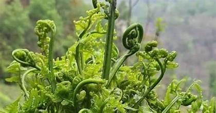 निहुरोबाट लाखौंको आम्दानी गर्दै म्याग्दीका स्थानीय