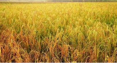 धान थन्क्याउन नपाउँदा किसान चिन्तित