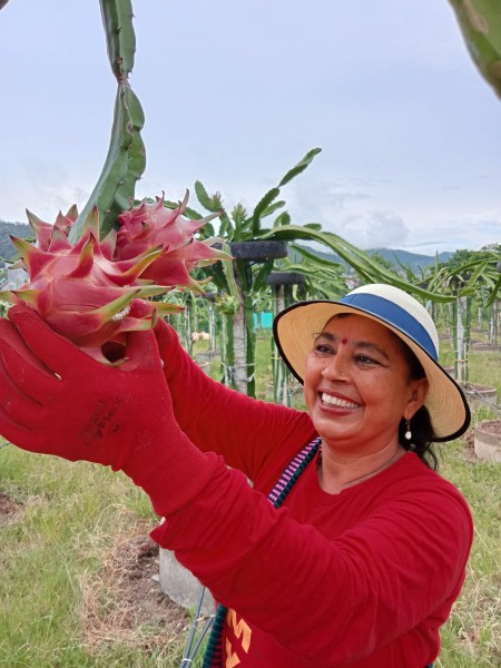 ड्रागन फलको दाम पाएनन् किसानले