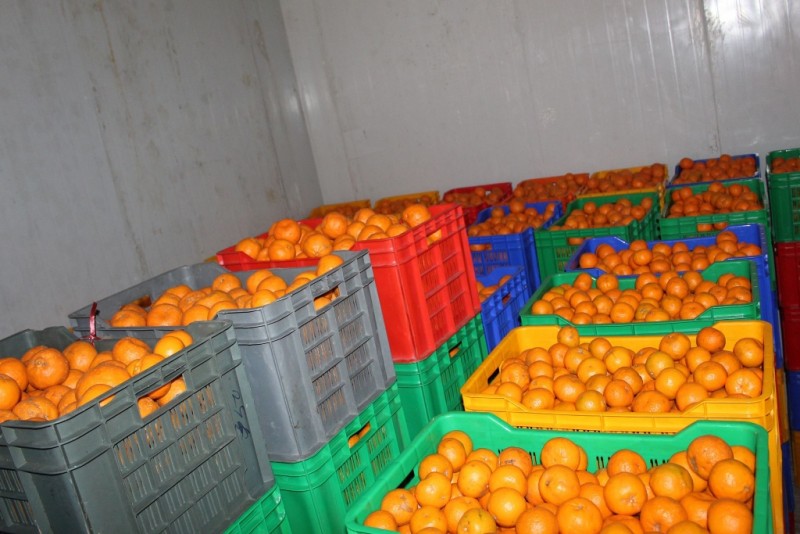 बागलुङमा २४ करोड बढीको सुन्तला उत्पादन